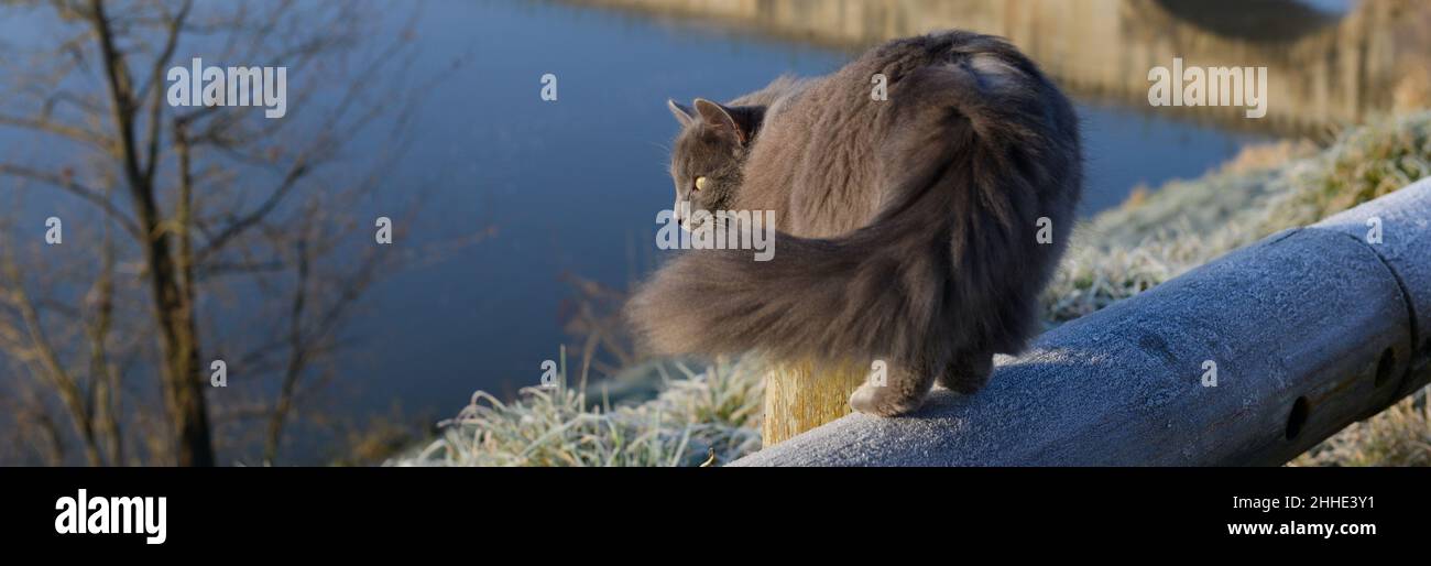 Gato peludo en el mirador en una barandilla de madera congelada en invierno en un día soleado, forma de pancarta Foto de stock