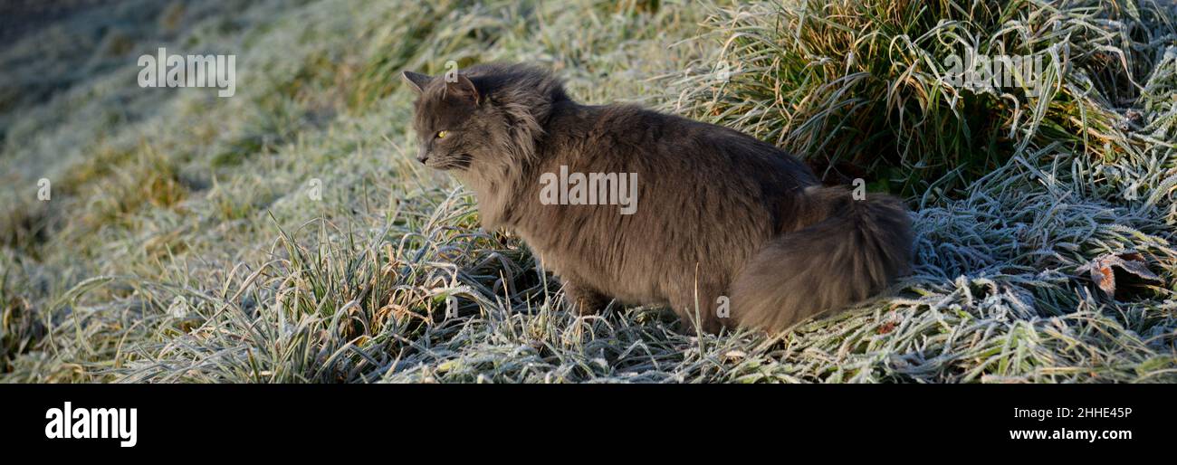 Silueta de perfil de un gato peludo en el mirador en hierba congelada en invierno en un día soleado, forma de pancarta Foto de stock