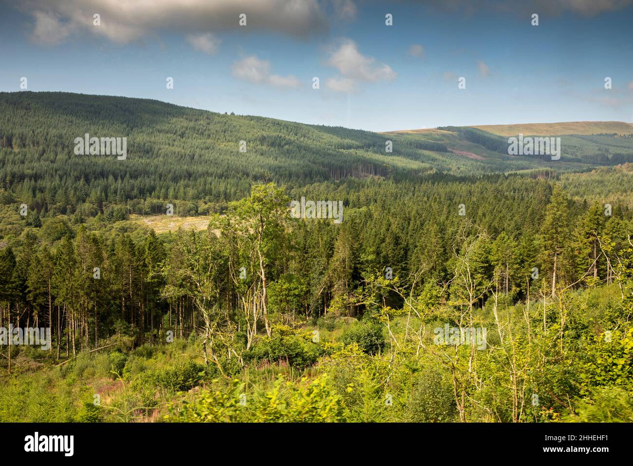Reino Unido, Gales, Merthyr Tydfil, Brecon Mountain Railway, Torpantau, Vista del bosque de Taf Fechan al Parque Nacional Brecon Beacons Foto de stock