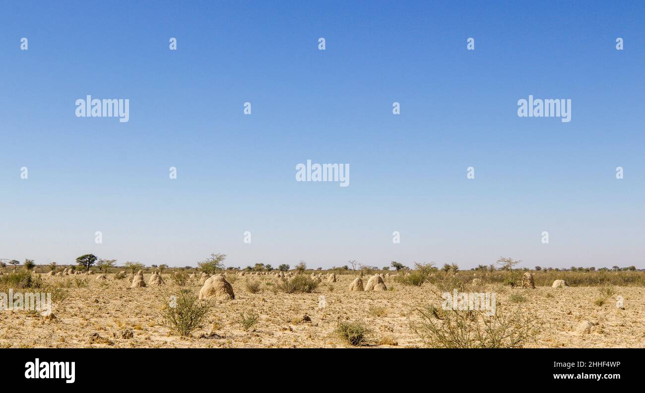 Termitas Mounds en el Kgalagadi Foto de stock