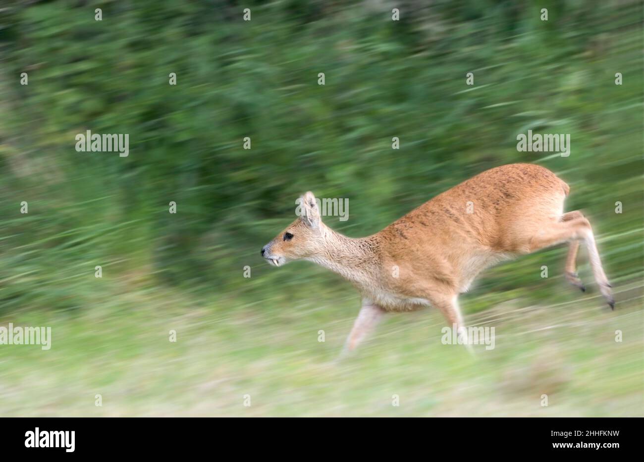 Hydropotes inermis, ciervo de agua chino corriendo  Norfolk Reino Unido Foto de stock