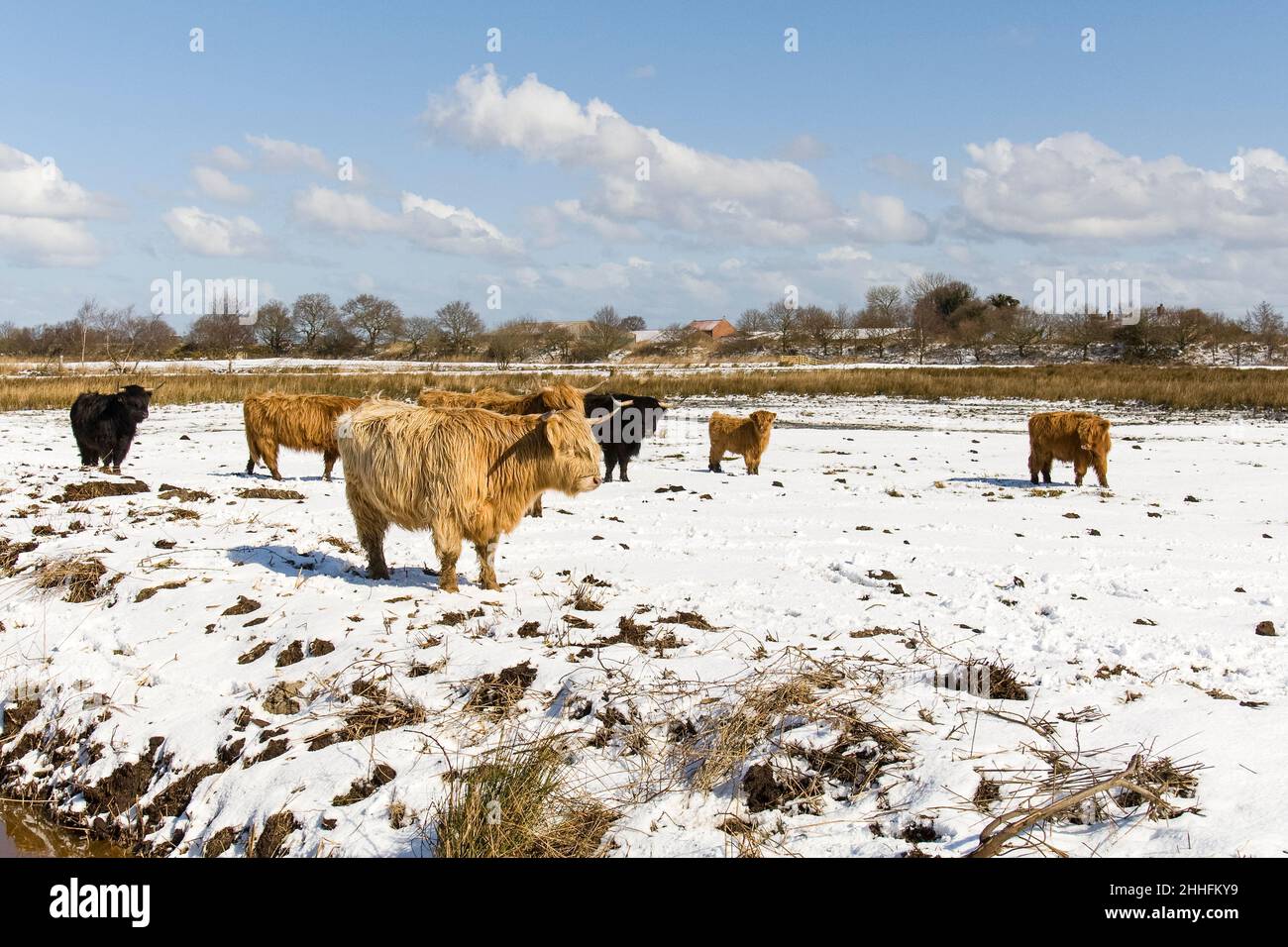 Highland Cattle en el pantano de pastoreo nevado  Norfolk Reino Unido Foto de stock