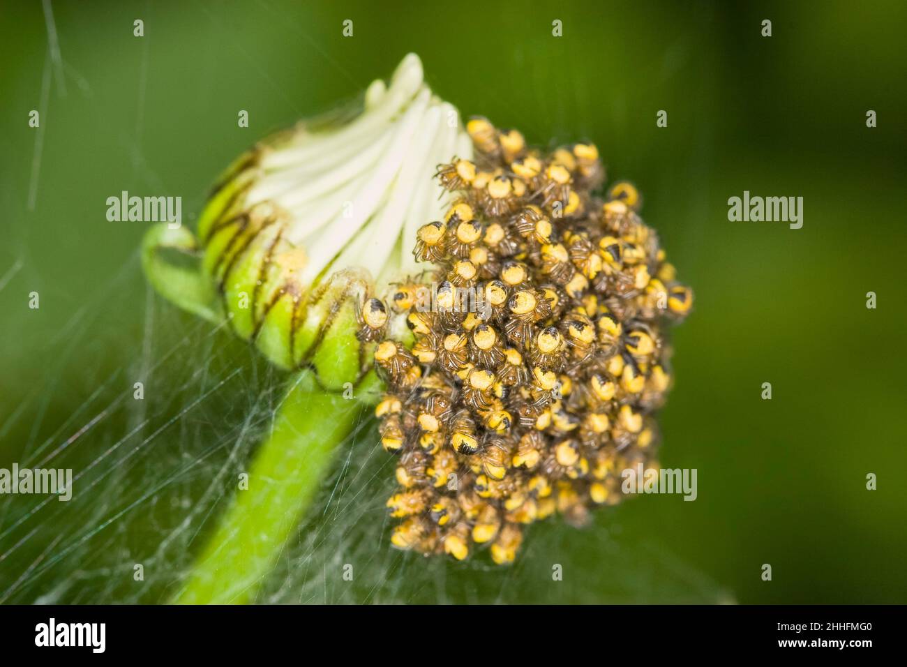 Jardín Spider spiderlings, Norfolk Reino Unido Foto de stock