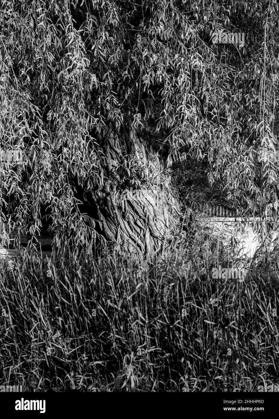 Imagen en blanco y negro del árbol de sauce llorón con textura y