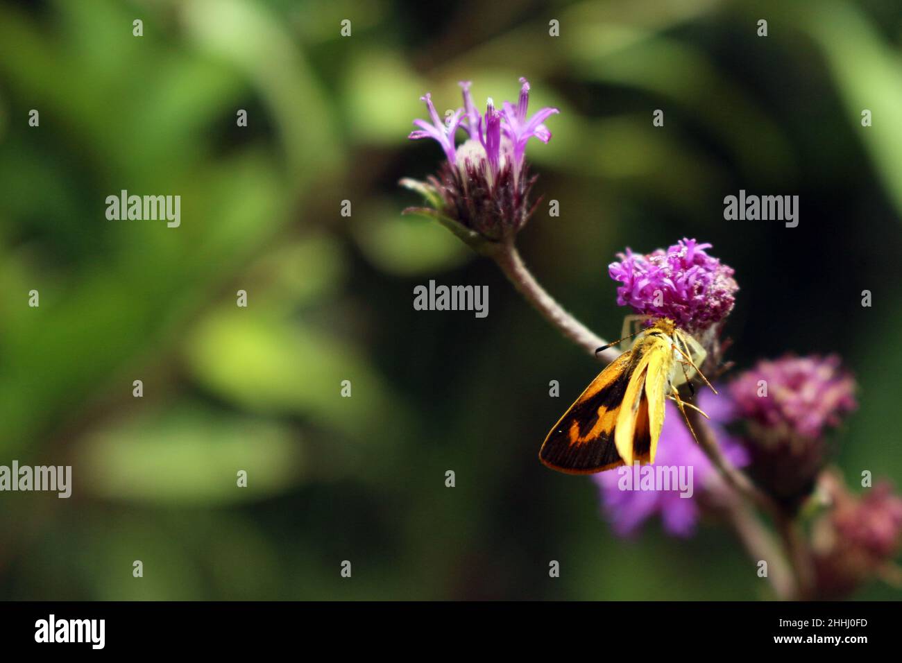 Mariposa, además de su exuberancia y belleza, el grupo es de gran importancia económica, son agentes polinizadores fundamentales para el dínamo Foto de stock