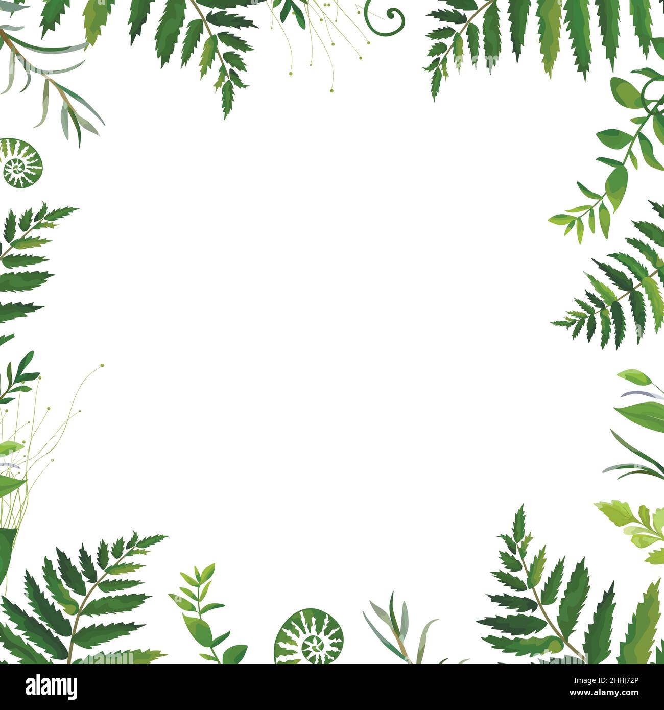 Tarjeta de diseño vectorial. Marco botánico natural Ecológico bosque hierba eucalipto Fern frond marco vectorial ilustración. Polypodiophyta planta hojas decoración Ilustración del Vector