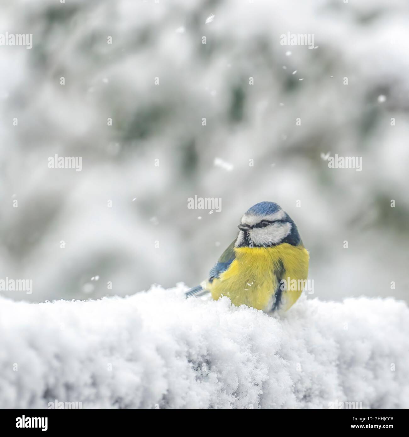 Tit azul en invierno Foto de stock