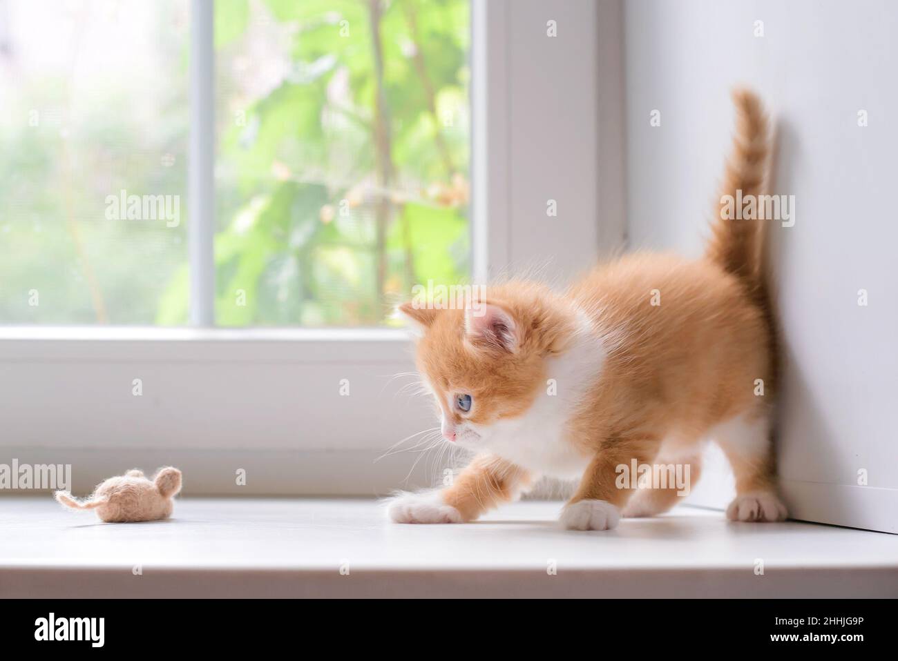 Lindo gatito rojo con un ratón de juguete Foto de stock