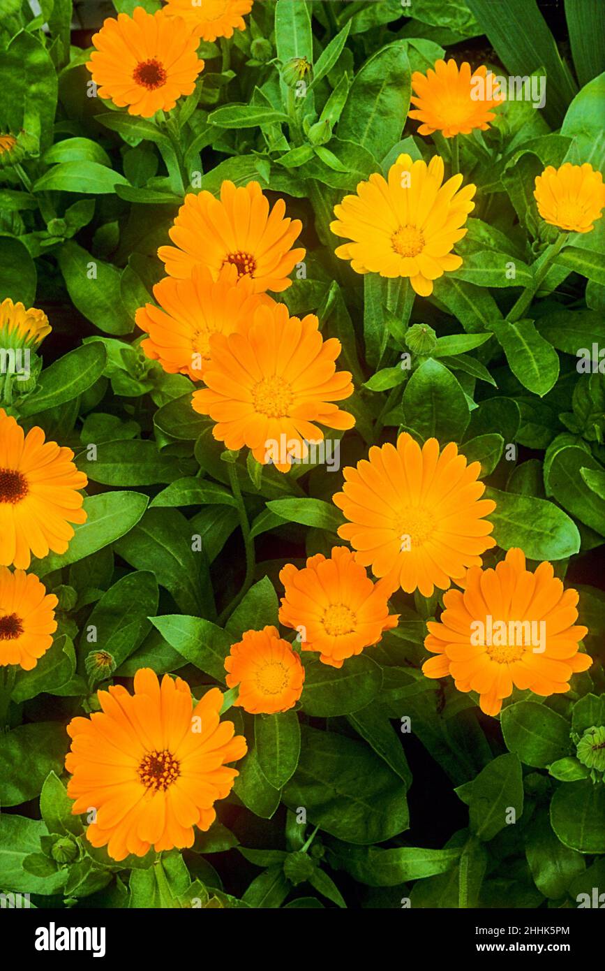 Primer plano de Calendula officinalis con flores de color naranja y amarillo Una floración de verano que se extiende anualmente y que puede ser cultivada como un contenedor o planta maceta Foto de stock