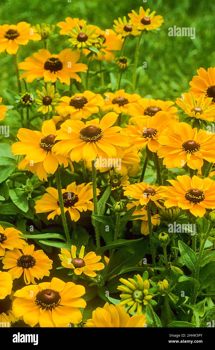 Rudbeckia Hirta Toto con flores amarillas y discos centrales marrones creciendo en un borde herbáceo. También Black Eyed Susan es caducifolio y totalmente resistente Foto de stock