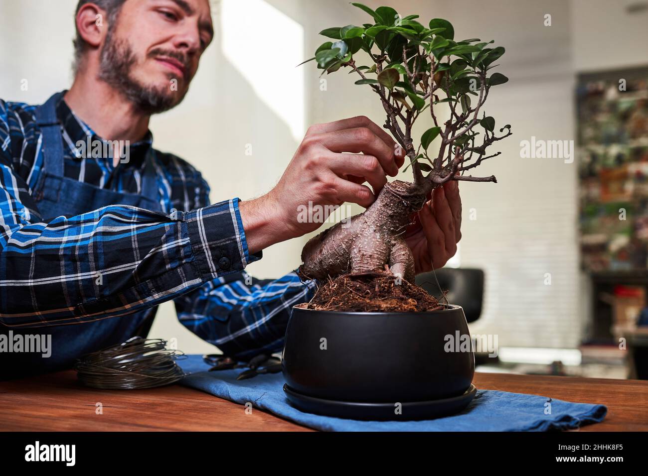 https://c8.alamy.com/compes/2hhk8f5/jardinero-masculino-enfocado-poniendo-alambre-en-la-rama-del-bonsai-para-formar-la-forma-del-arbol-mientras-que-trabaja-en-invernadero-2hhk8f5.jpg