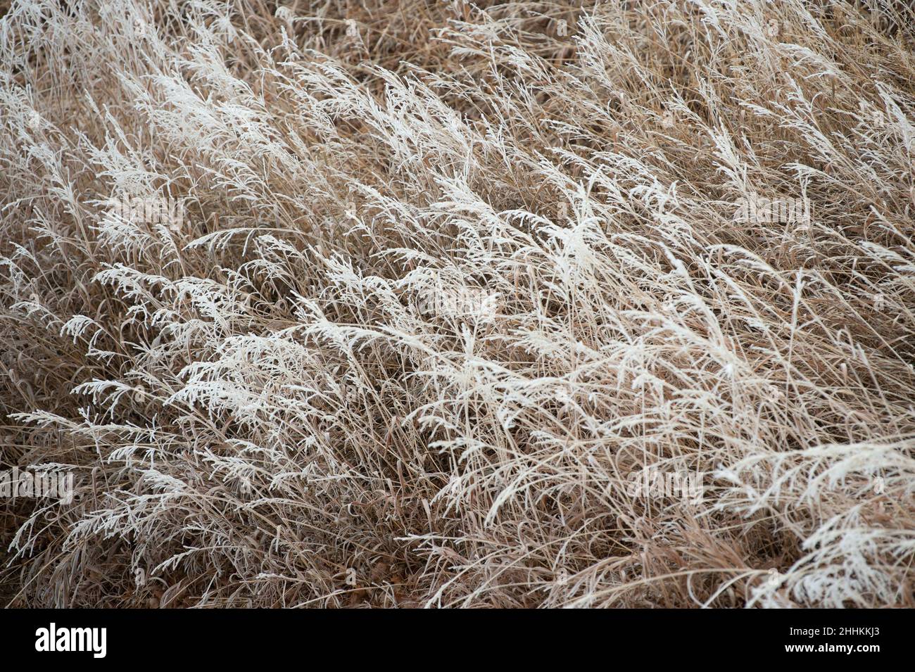 Las heladas de hoar abrigan el césped después de una rara tormenta invernal de niebla helada cerca de Colorado Springs, Colorado. Foto de stock