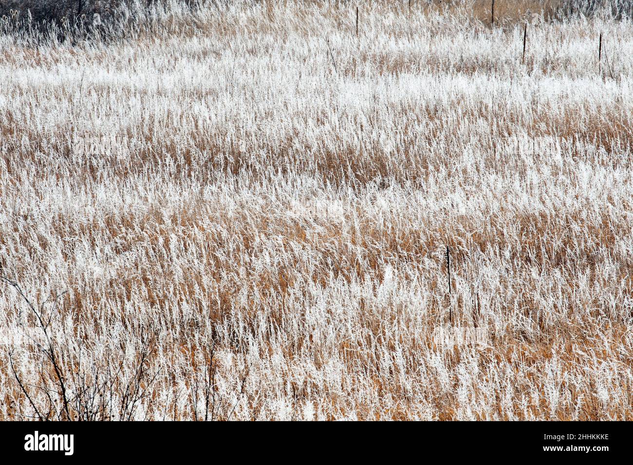Hoar Frost recubre hierbas después de una tormenta de invierno en Colorado Springs, Colorado. Foto de stock