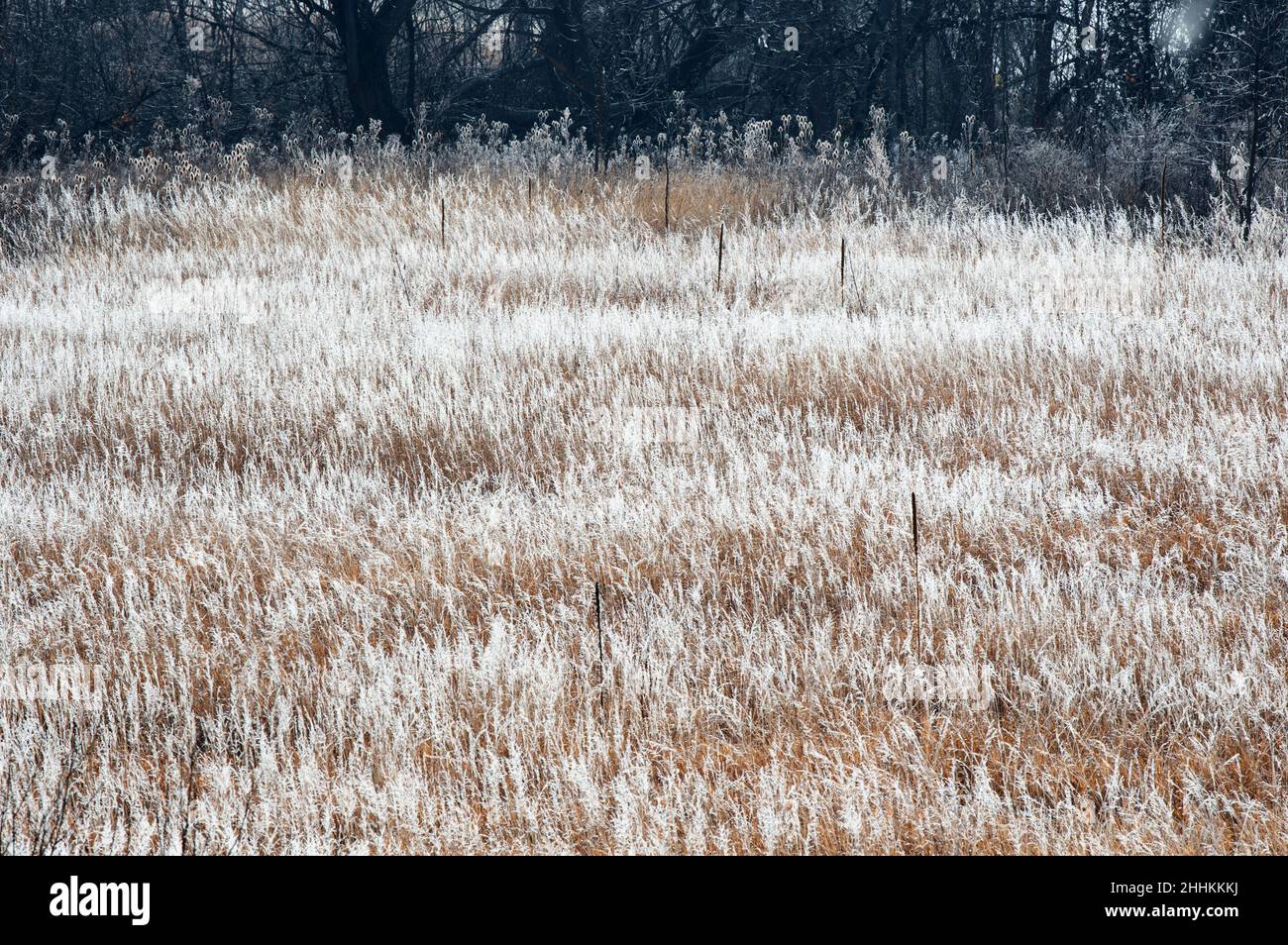 Hoar Frost recubre hierbas después de una tormenta de invierno en Colorado Springs, Colorado. Foto de stock