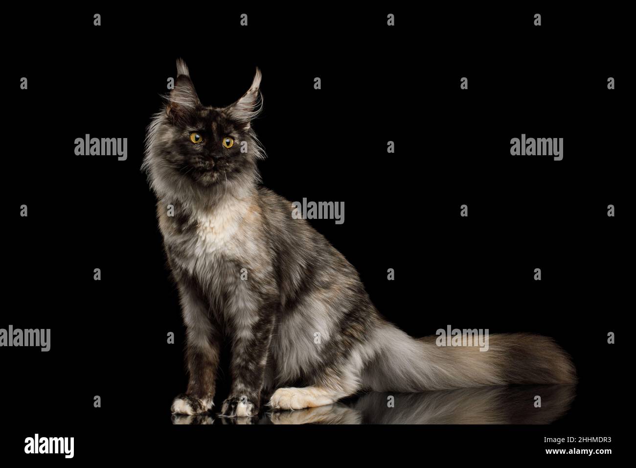 Juguetón gato montés de maine con divertida vista lateral de la cara sobre fondo negro aislado Foto de stock