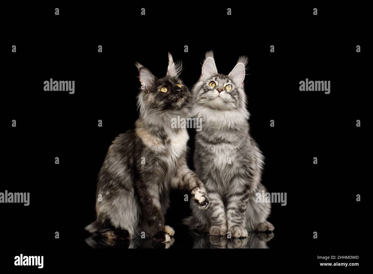 Dos gatos monteses de maine sentados y mirando hacia arriba sobre un fondo negro aislado Foto de stock