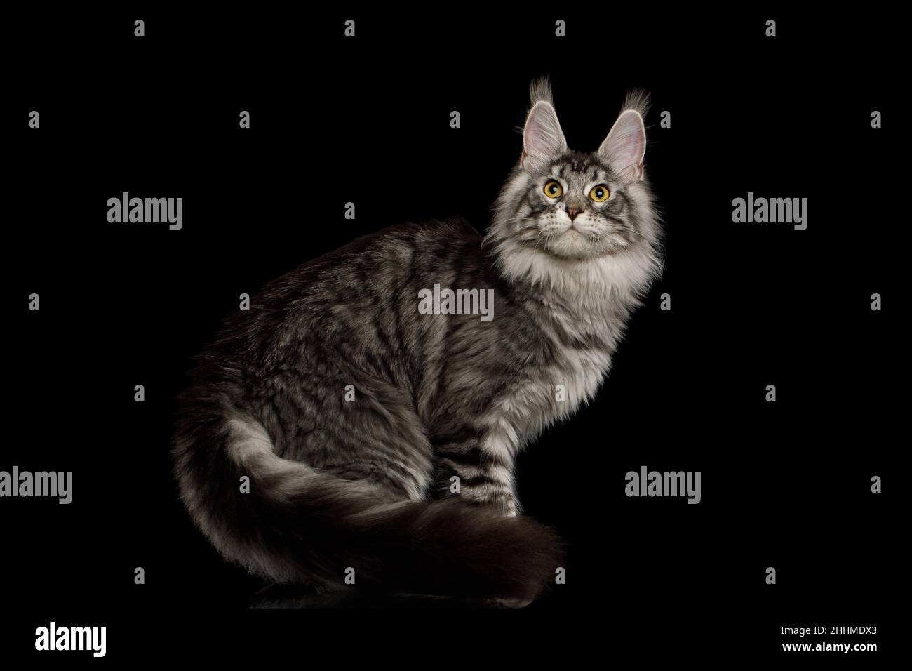 Gato color plata de maine sentado con cola peluda y mirando en la cámara sobre fondo negro aislado, vista lateral Foto de stock