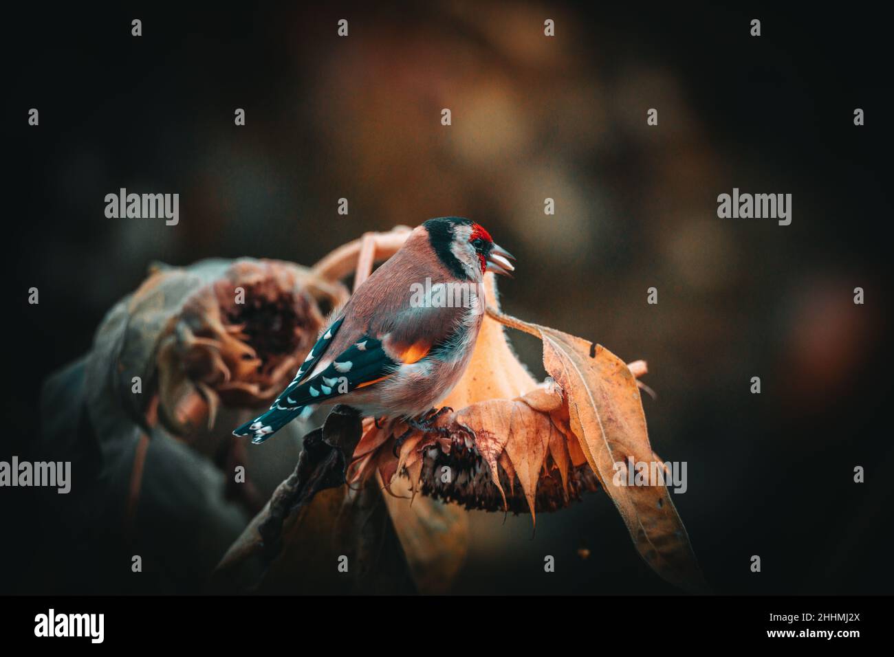 Fotos vom Stieglitz oder auch Distelfink genannt im Garten auf Futtersuche an Sonnenblumen. Porträt vom Stieglitz (Distelfink) im Herbst. Foto de stock