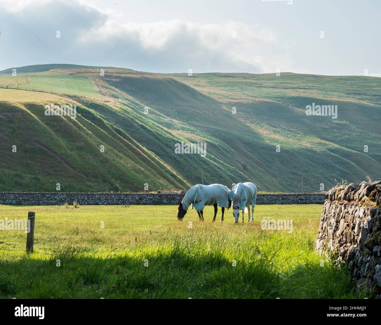 Caballos blancos en un campo en Clennel, Coquetdale, Northumberland en verano Foto de stock