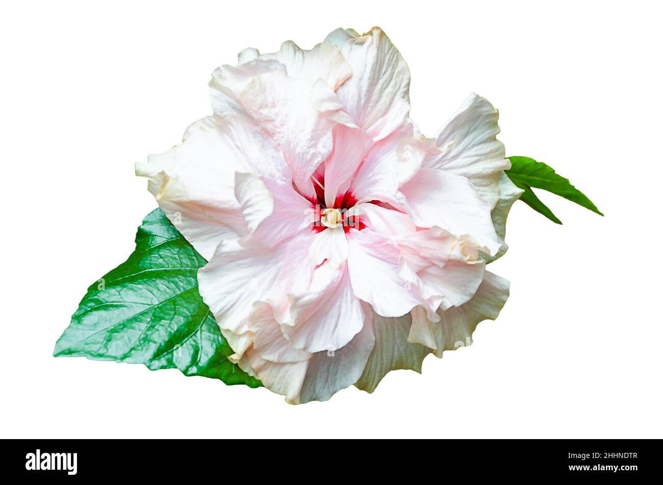 flor de color rosa hibisco con hojas aisladas sobre fondo blanco Foto de stock