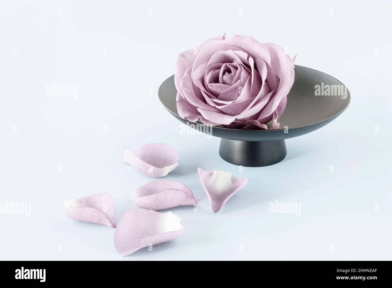 Hermosa rosa sencilla sobre plato negro Foto de stock
