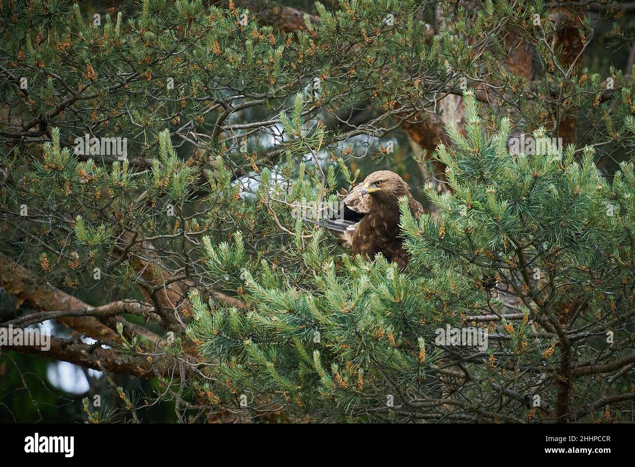 Águila en el hábitat del bosque. Águila en el hábitat natural, vegetación  verde. Pájaro marrón de águila sentado en rama de abeto con cono. Fauna  silvestre scen Fotografía de stock - Alamy