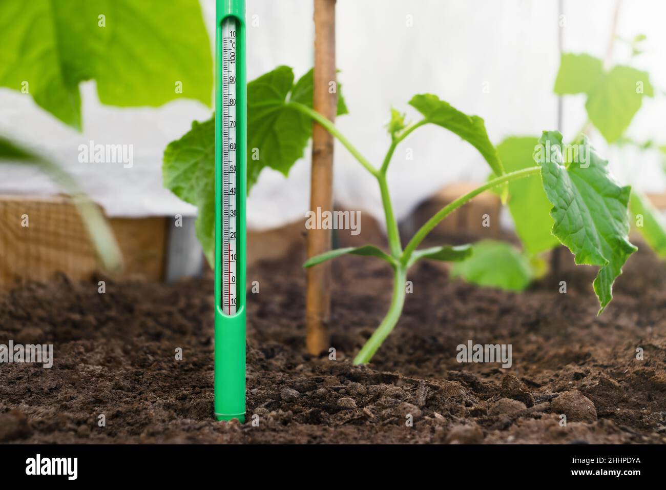 Medición de la temperatura del suelo en una cama de jardín con plántulas de pepino. Control climático para el cultivo de hortalizas Foto de stock