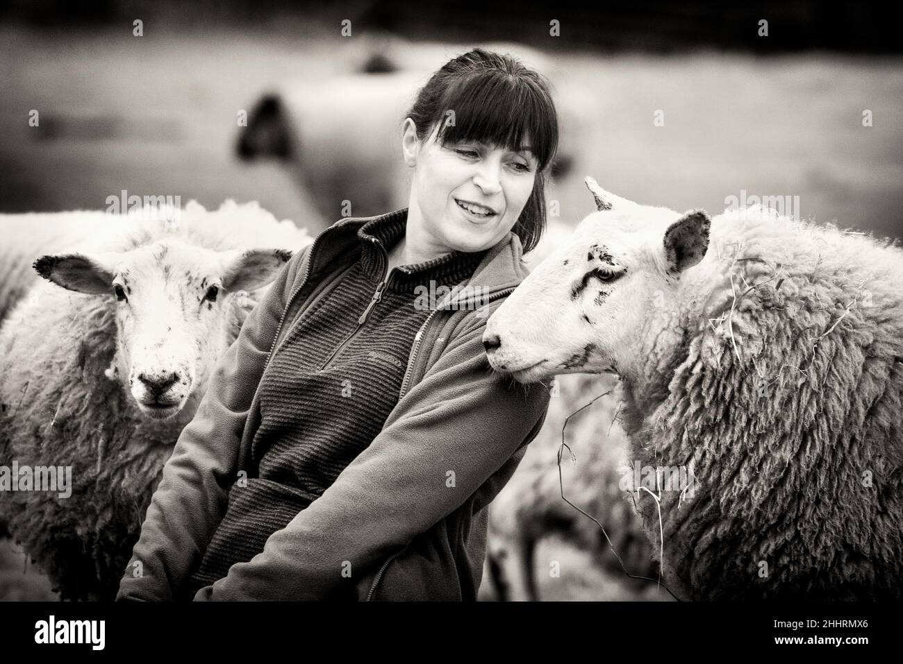 La Pastora Vegana. Imágenes de una mujer en el norte de Escocia que cuida de un pequeño rebaño de ovejas, muchas de las cuales tienen problemas de edad y salud. Foto de stock