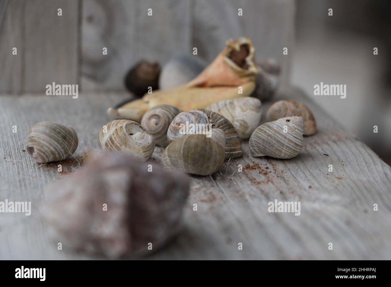 Colección de conchas de mar en Bannister de madera Foto de stock