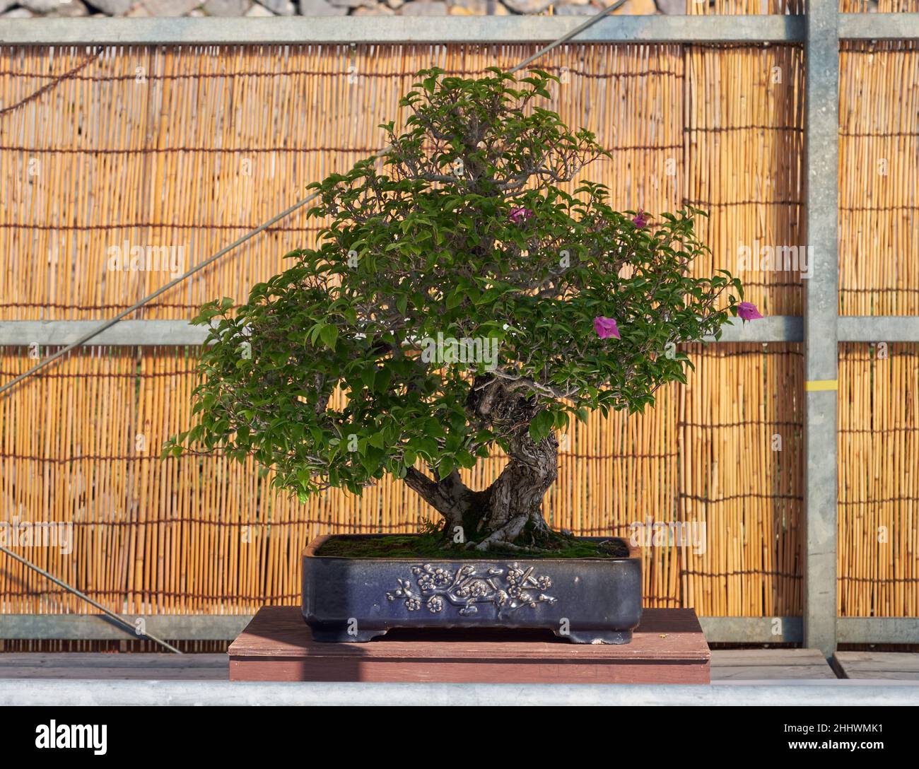 Bugambilia enana fotografías e imágenes de alta resolución - Alamy