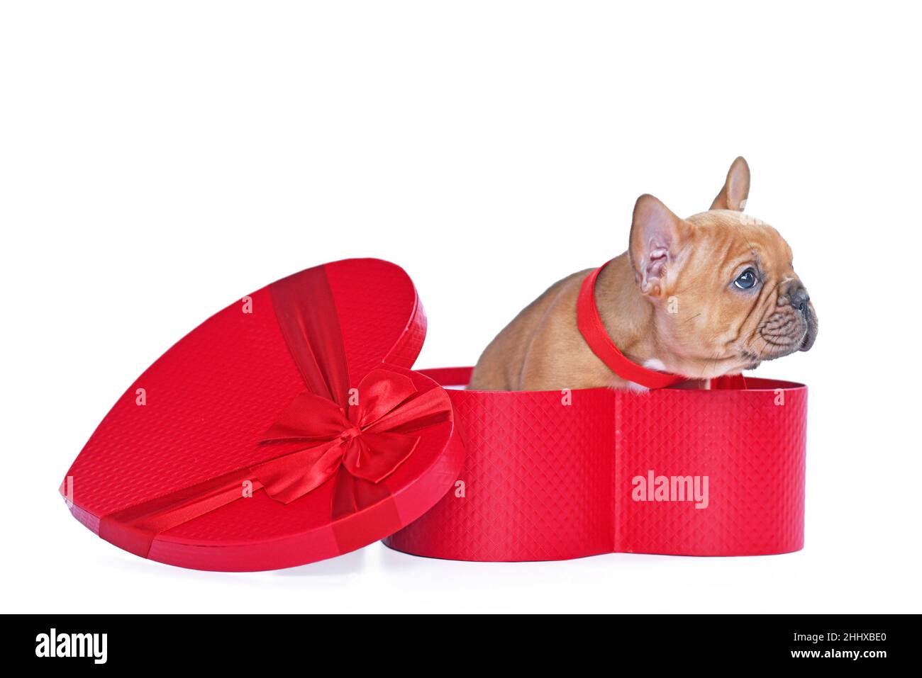 Cachorro de perro bulldog francés desovado rojo en la caja de regalo del día de San Valentín en forma de corazón rojo sobre fondo blanco Foto de stock