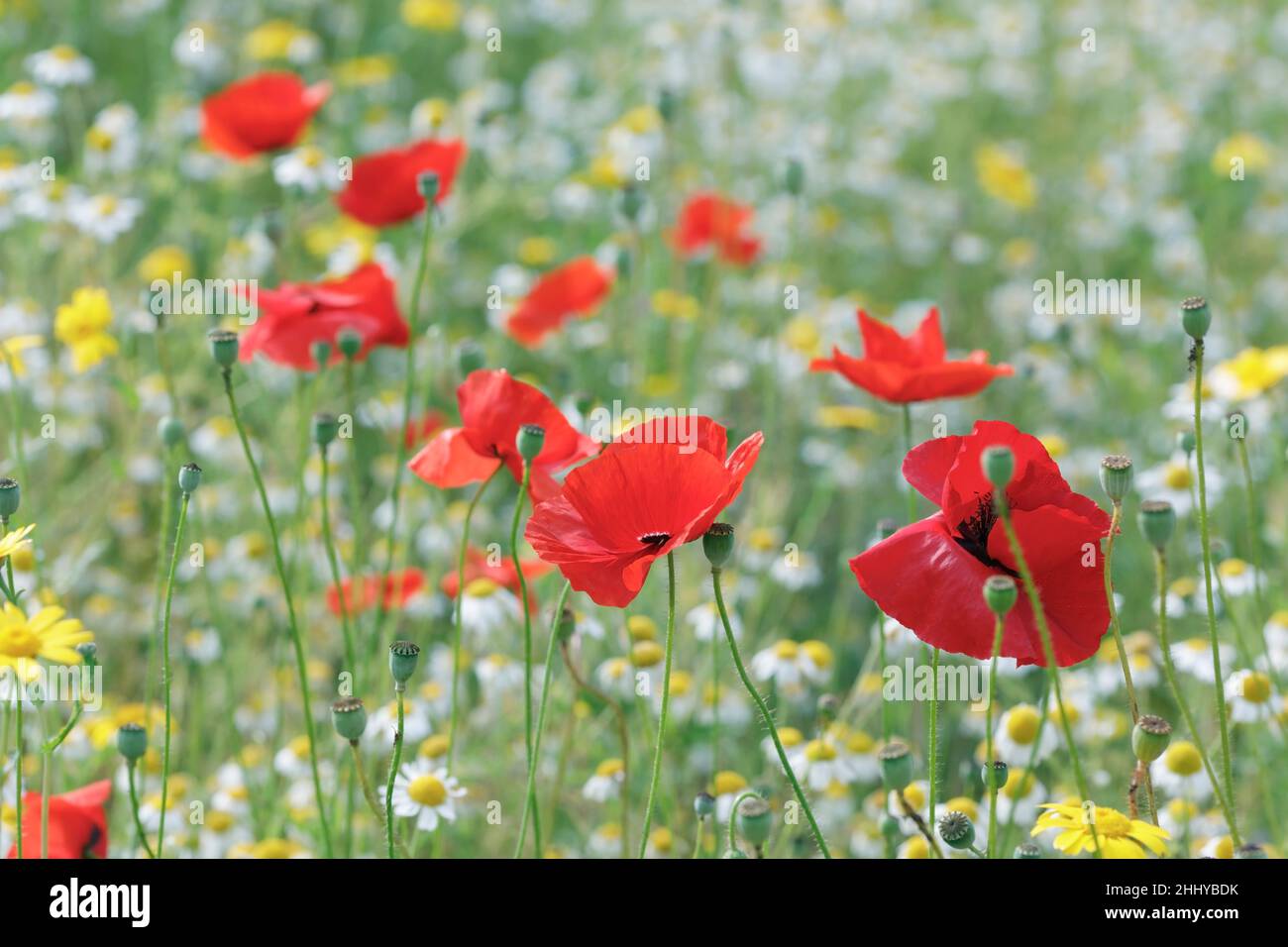 Roeas de Papaver. Amapolas en un prado de flores silvestres. Foto de stock