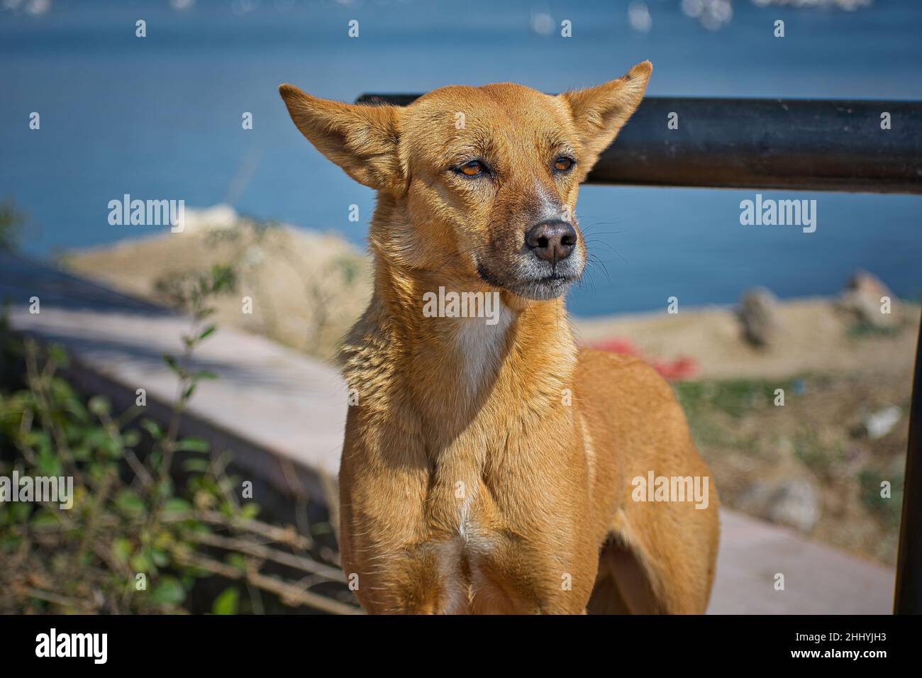 El perro indio paria, la vida de los perros callejeros es muy difícil, yo personalmente vi la vida de los perros callejeros y me siento muy triste por los perros callejeros. Foto de stock