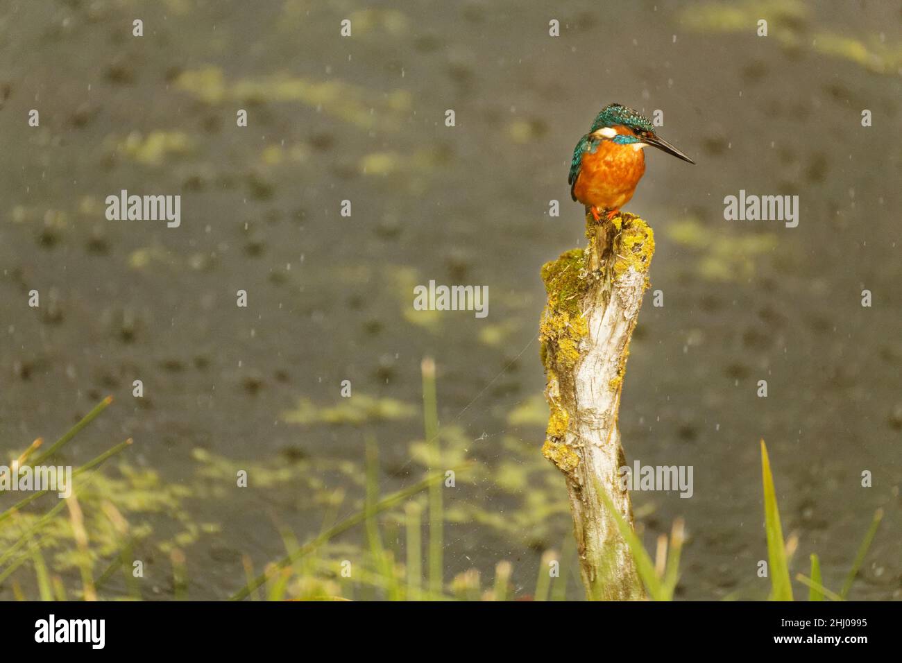 Kingfisher en la lluvia Alcedo atthis Foto de stock
