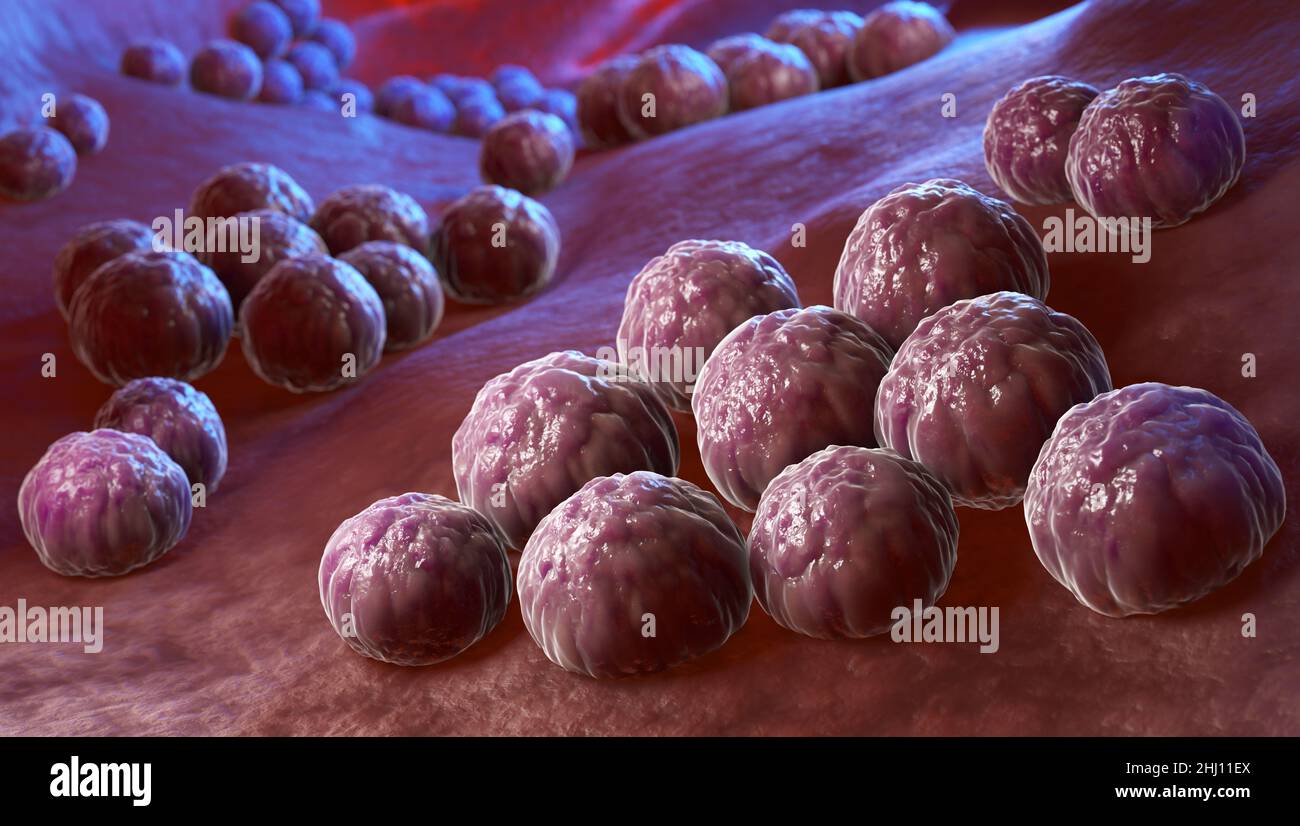 Chlamydia trachomatis, un patógeno humano intracelular, es una de las cuatro especies de bacterias del género Chlamydia. Ilustración 3D Foto de stock