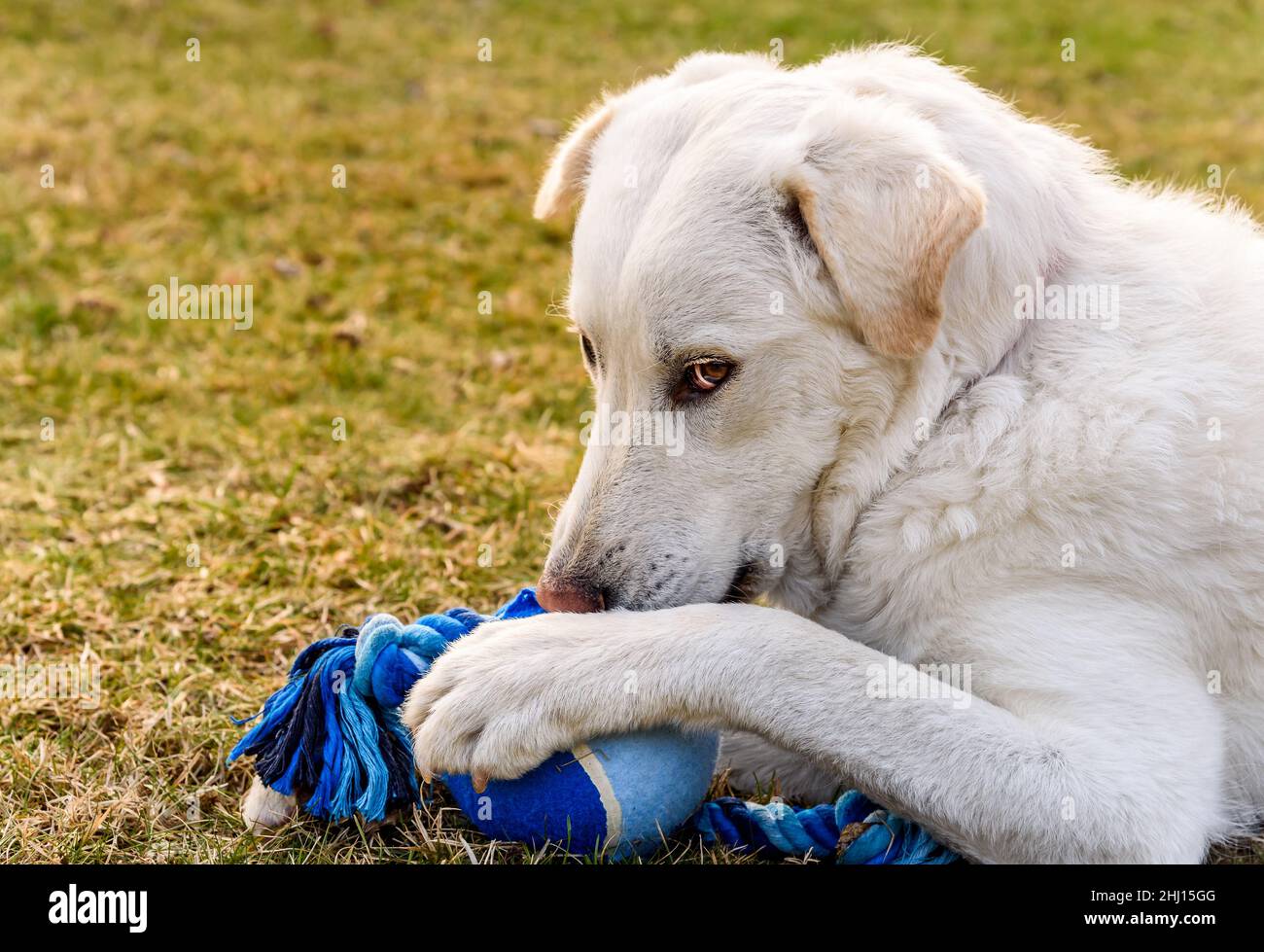 El perro blanco está jugando con la pelota azul en el césped en el jardín. Foto de stock