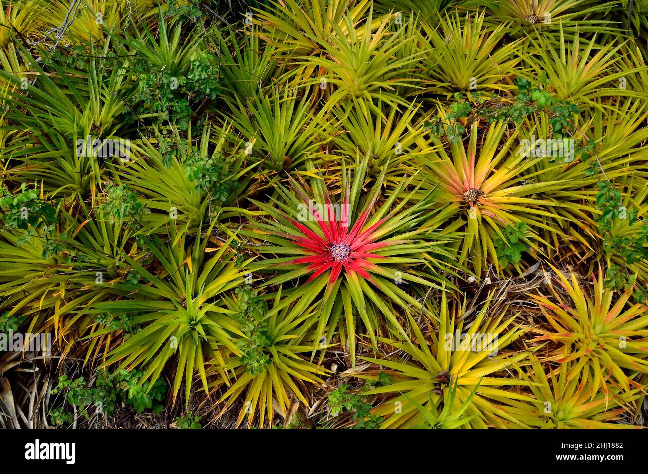 Antillen-Bodenbromelie, bromeliad terrestre, Bromelia humilis, Curacao Foto de stock