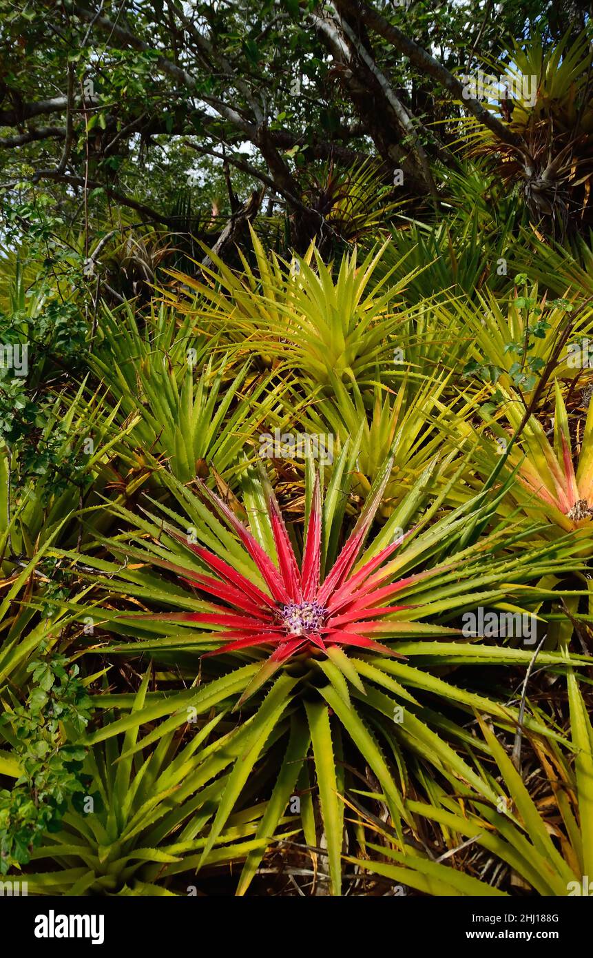 Antillen-Bodenbromelie, bromeliad terrestre, Bromelia humilis, Curacao Foto de stock