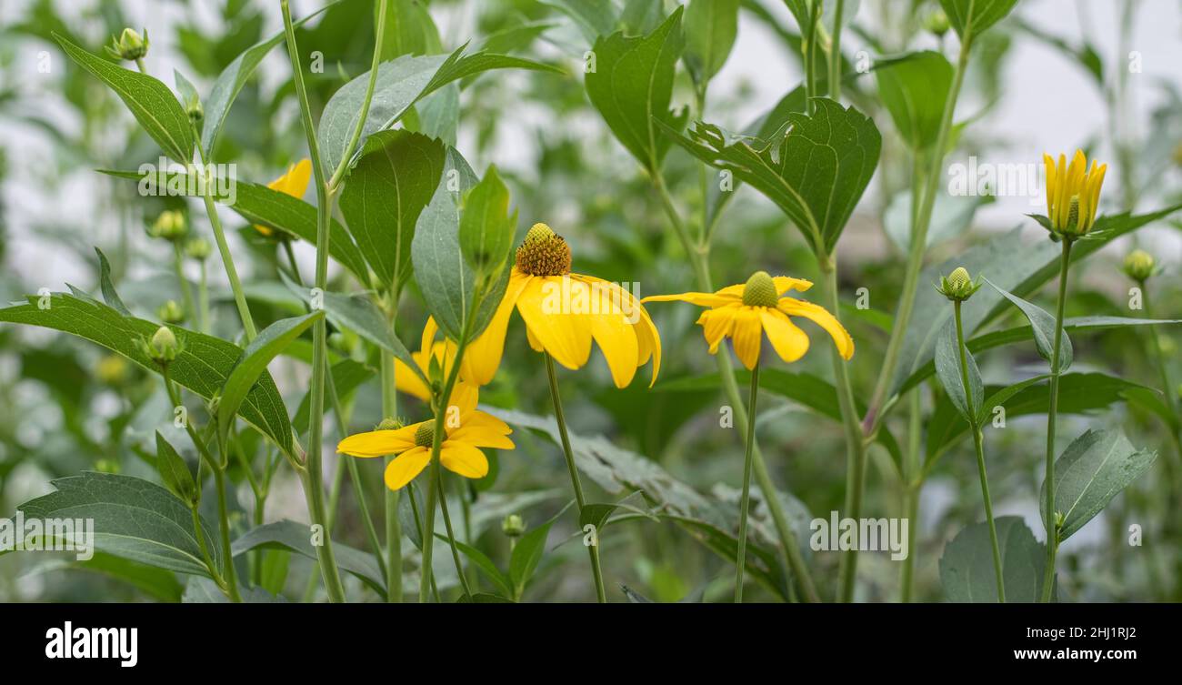 primer plano de la flor amarilla de una flor de conflor brillante en un jardín de verano Foto de stock
