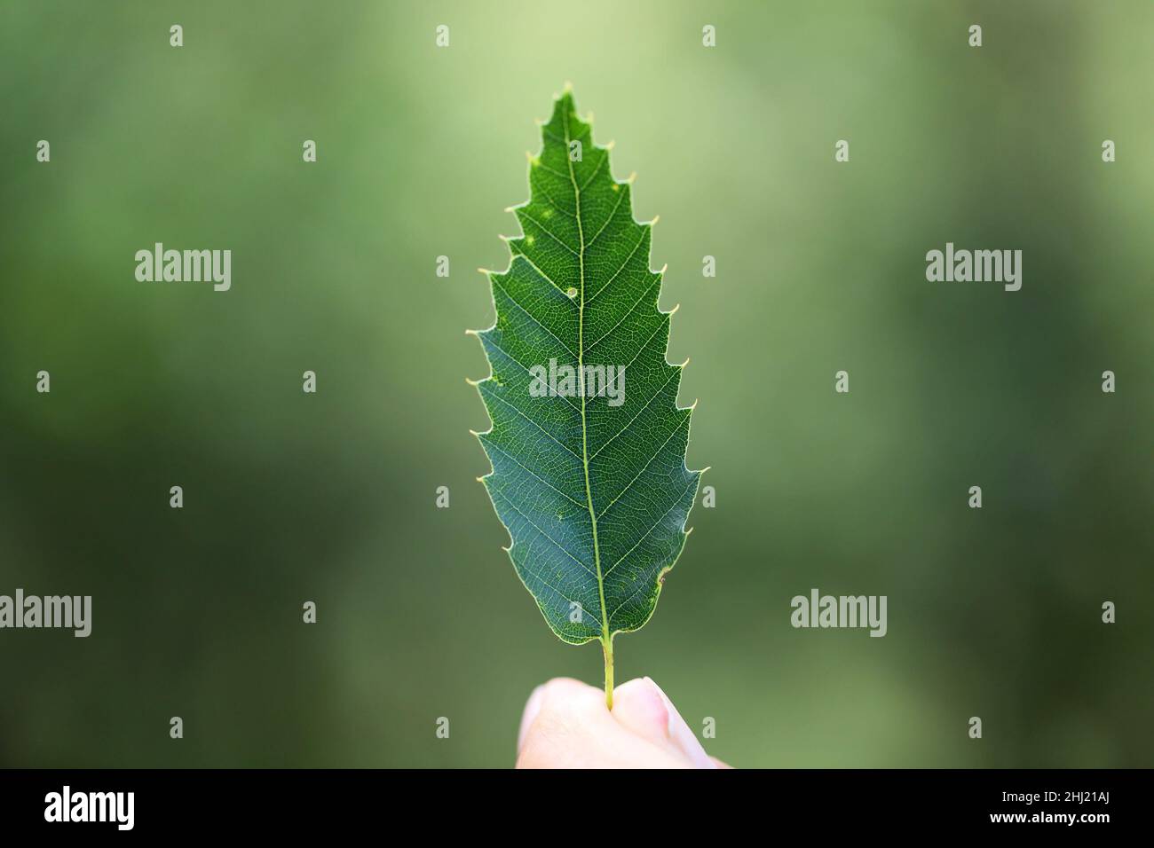 Primer plano de hoja verde de roble - Quercus. Foto de stock