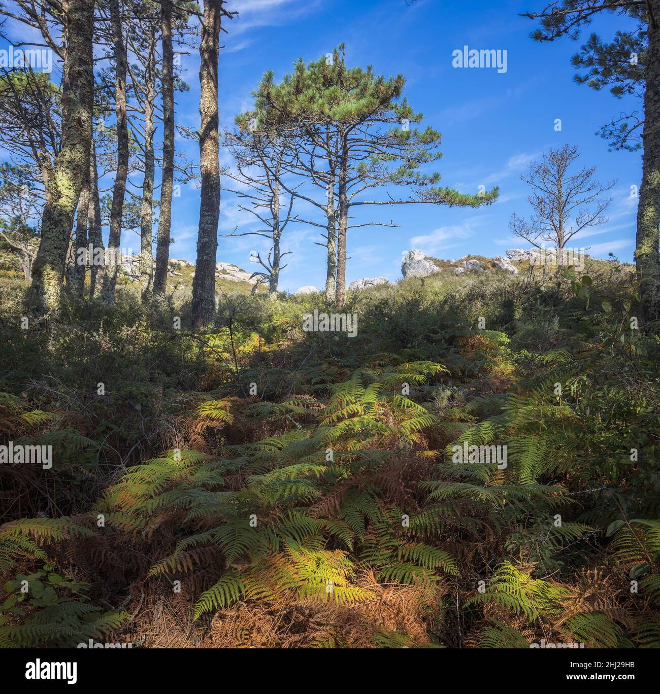 Hermoso bosque de pinos en las Islas Cíes, Galicia, España Foto de stock