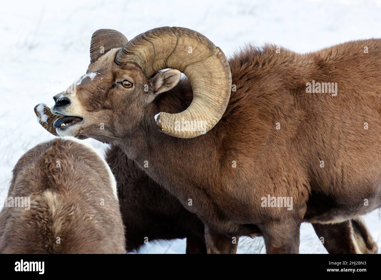 Carnero de oveja de Bighorn (Ovis canadensis) en la nieve en el Parque Nacional Badlands Foto de stock