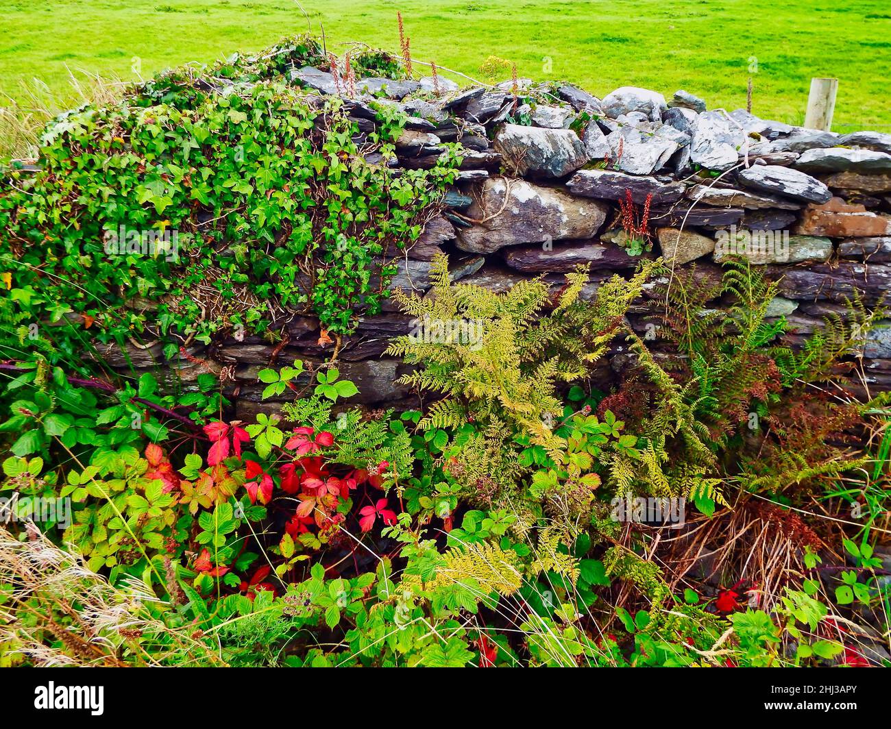 Antiguo muro irlandés con plantas Foto de stock