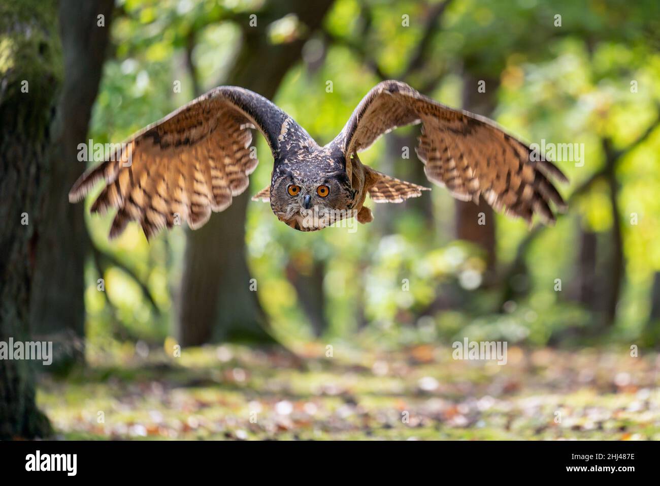 Búho de águila volando a través del bosque de otoño en el día soleado. Extender alas de búho de águila en hábitat con árboles. Acción día soleado escena de la naturaleza. Foto de stock