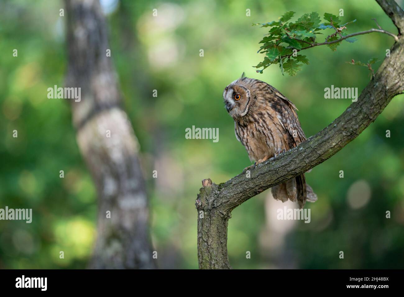 Búho de orejas largas sentado en una rama de árbol. Bosque verde como hábitat natural para aves pequeñas. ASIO altus. Foto de stock