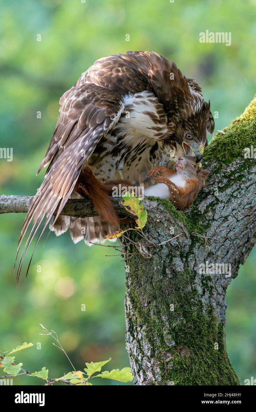 Halcón de cola roja comiendo su ardilla roja presa en un árbol cubierto de musgo. El ciclo de vida. Buteo jamaicensis.Sciurus vulgaris Foto de stock