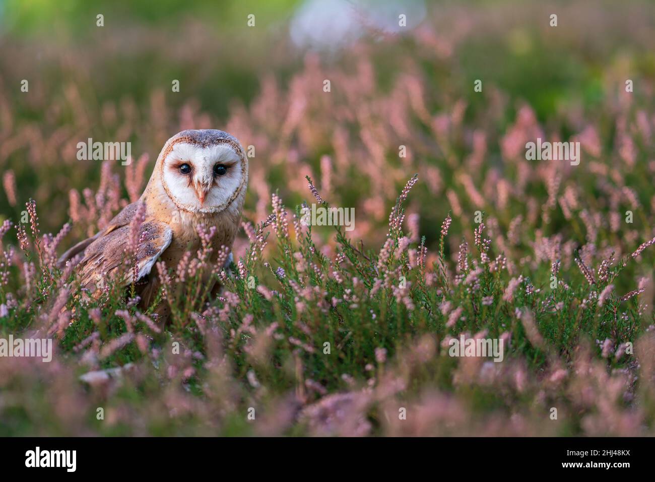 Búho granero en un calentador. Owl de pie en el suelo y mirando a la cámara. Pájaro desde el frente. Tyto alba Foto de stock