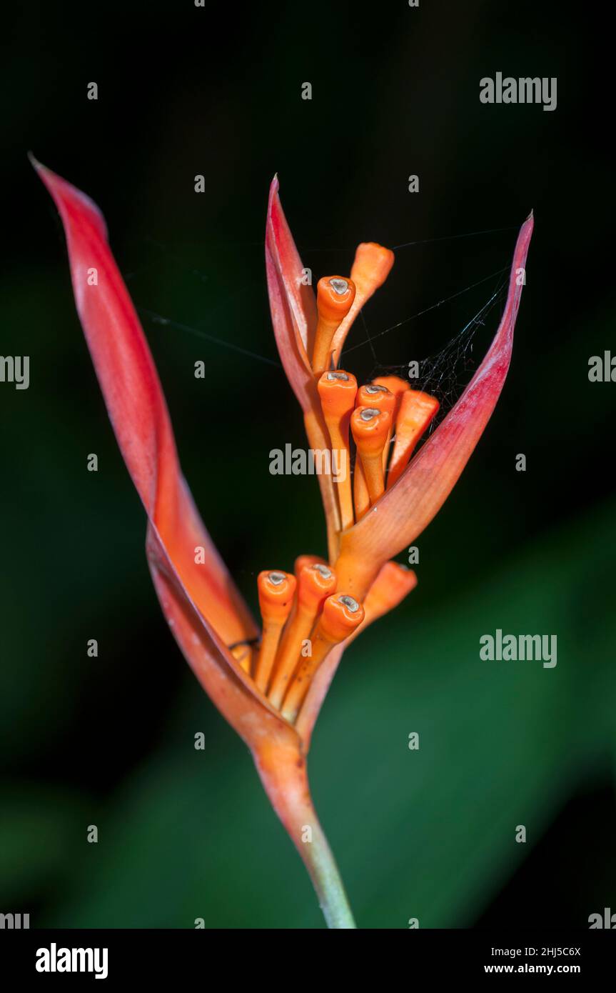 Flor de jengibre, Costus guanaiensis, Jardines Botánicos de Singapur, Singapur Foto de stock