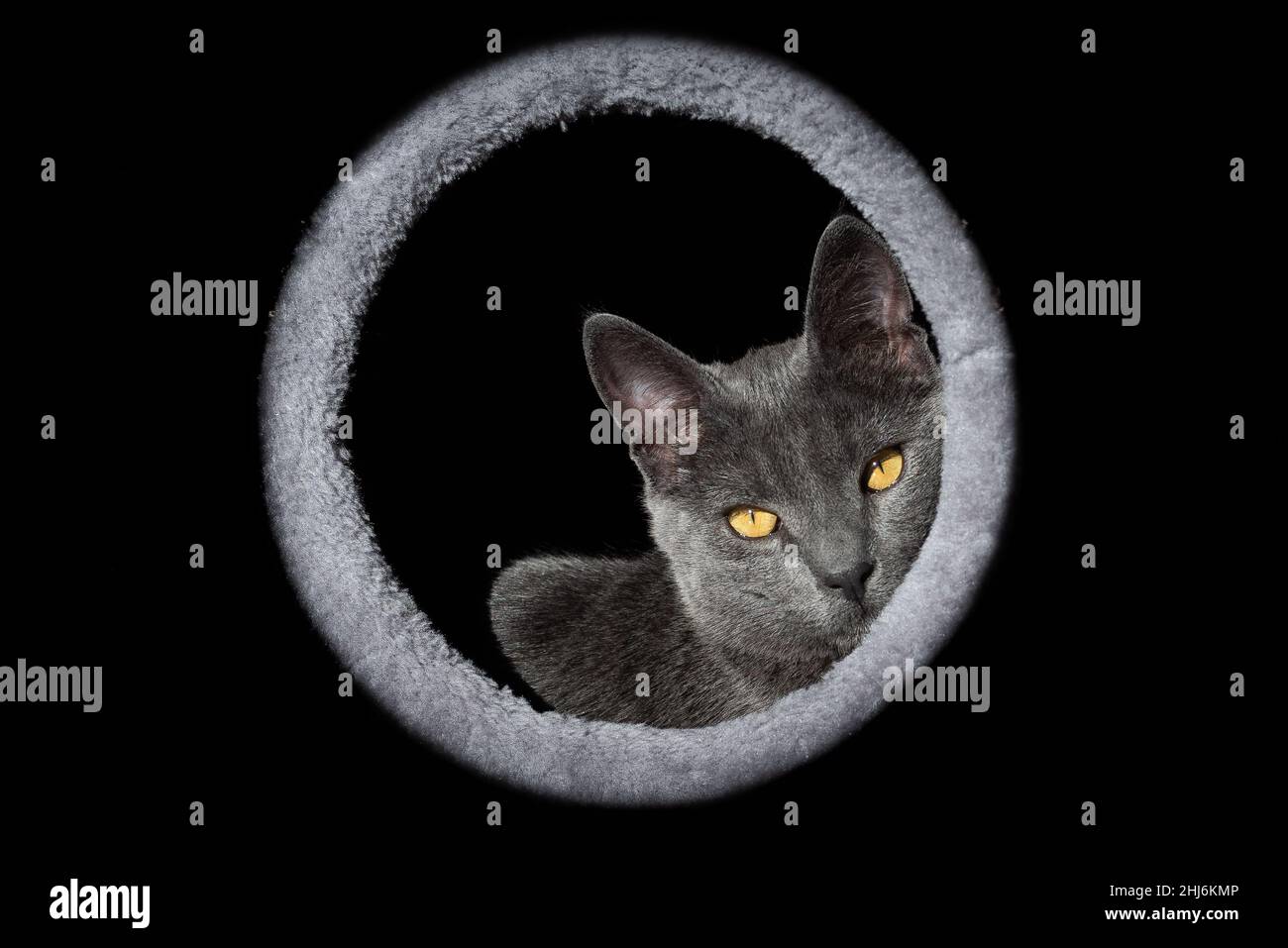 Retrato de un gato joven gris europeo dentro de un círculo. Concepto de animales domésticos. Foto de stock