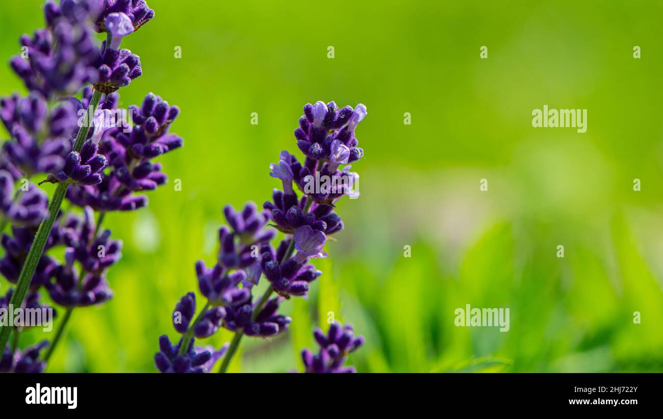 Flores de lavanda púrpura sobre fondo verde natural. Banner web Fotografía  de stock - Alamy